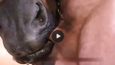 Si fa succhiare il cazzo dal cavallo!